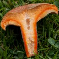 Stem of Lactarius deliciosus, the Saffron Milkcap