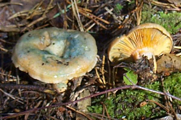 Lactarius deterrimus - False Saffron Milkcap, showing green patches on caps