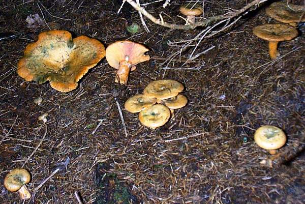 Lactarius deterrimus - False Saffron Milkcap, in a spruce plantation