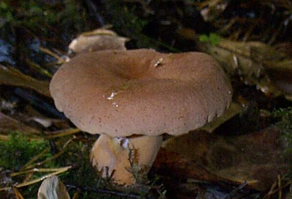 Lactarius fulvissimus, Tawny Milkcap, Wales UK