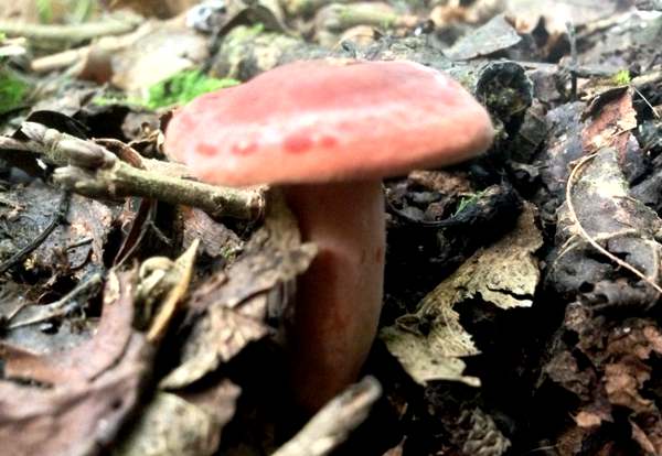 Laactarius fulvissimus in a woodland habitat