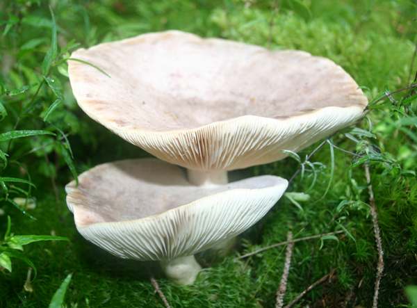 Lactarius glyciosmus - Coconut Milkcap 