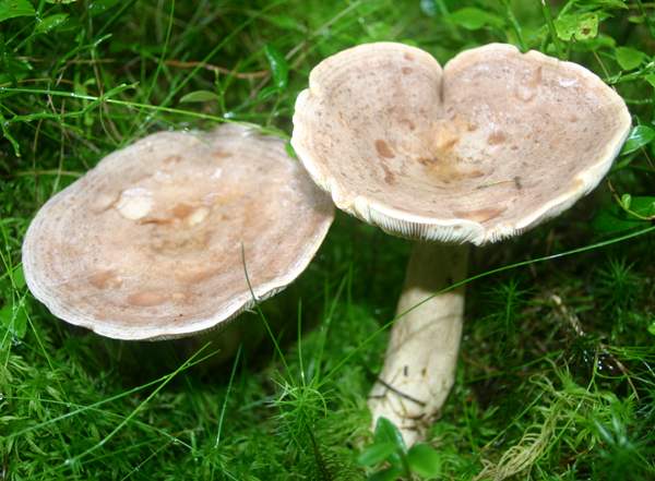 Lactarius glyciosmus, Coconut Milkcap, central Sweden
