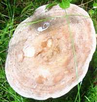 Cap of Lactarius glyciosmus