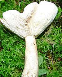 Gills and stem of Lactarius glyciosmus