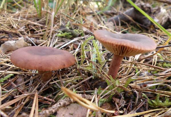 Lactarius hepaticus, Liver Milkcap, Wales UK