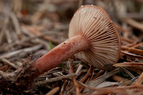 Lactarius hepaticus, Liver Milkcap, Hampshire UK