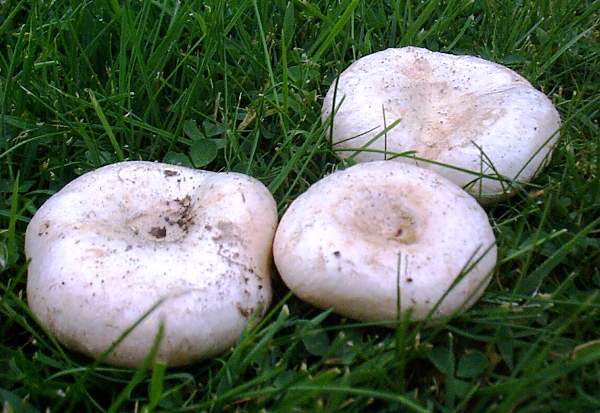 Lactarius pubescens - Bearded Milkcap