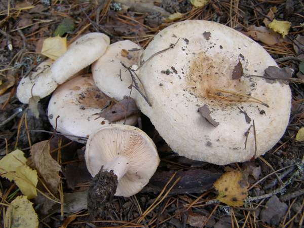 Lactarius pubescens - Bearded Milkcap, Scotland, UK