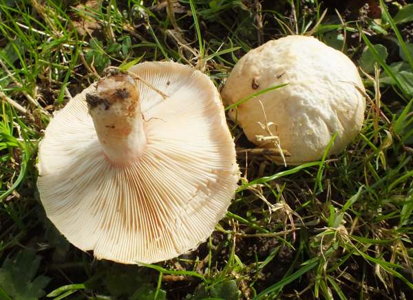 Lactarius pubescens, Carmarthenshire UK