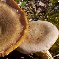 Cap of Lactarius quietus - Oakbug Milkcap