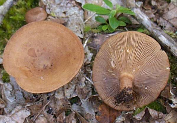 Lactarius quietus, Oakbug Milkcap, Killarney, Ireland