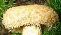 Cap of Lactarius repraesentaneus