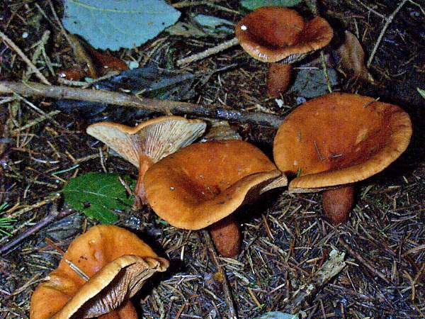Lactarius rufus - the Rufous Milkcap