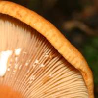 Gills of Lactarius rufus