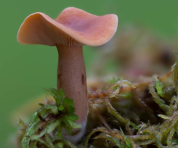Lacvtarius tabidus, Hampshire, England