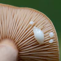 Gills of Lactarius tabidus
