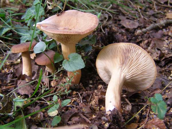 Lactarius tabidus under Silver Birch