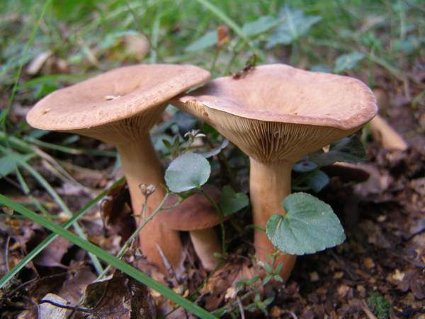 Lactarius tabidus, Hampshire UK