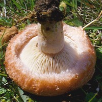 Gills of Lactarius torminosus - Woolly Milkcap