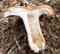 Hollow stem of a mature fruitbody, Lactarius torminosus