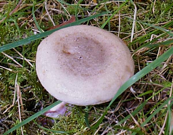 Lactarius uvidus, Wales UK
