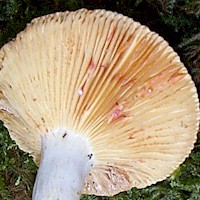 Gills of Lactarius uvidus