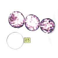 Spores of Lactarius vellereus