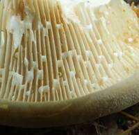 Gills of Lactarius vellereus - Fleecy Milkcap