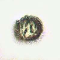Spores of Lactarius vietus - Grey Milkcap 