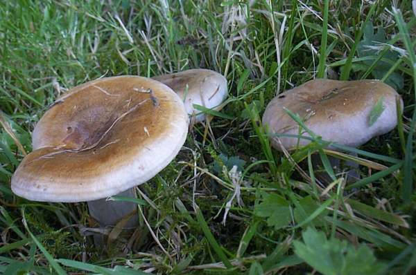 Lactarius vietus - Grey Milkcap, Wales UK