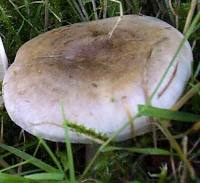 Cap of Lactarius vietus