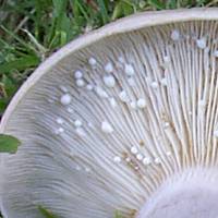 Side view of Lactarius vietus - Grey Milkcap 