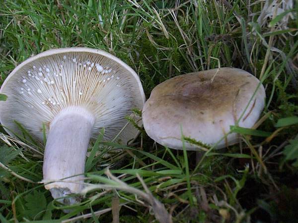Lactarius vietus - Grey Milkcap, Somerset UK