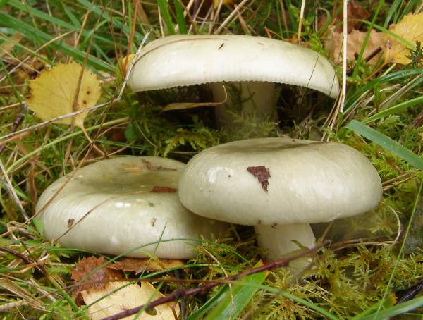 Russula aeruginea - Greencracked Brittlegill