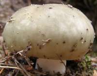 Cap of Russula aeruginea