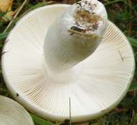 Gills of Russula aeruginea