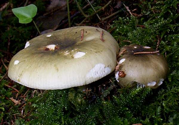 Russula aeruginea - Greencracked Brittlegill, south Wales UK