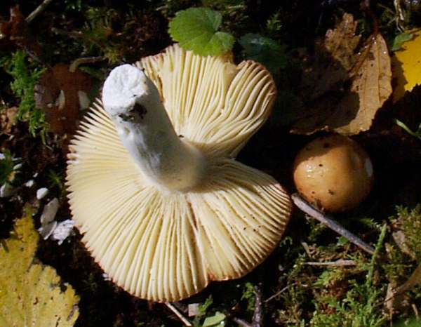 Russula aurea, Hampshire, England
