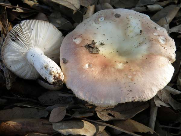 Russula aurora