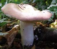 Cap of Russula aurora