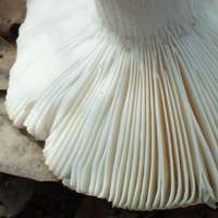 Gills of Russula aurora