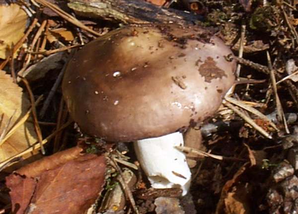 Russula caerulea, Humpback Brittlegill, Wales
