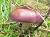 Russula caerulea, Humpbackl Brittlegill