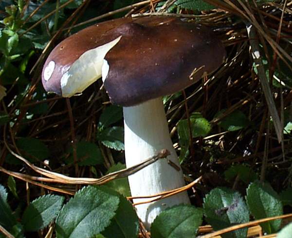 Russula caerulea, south Wales