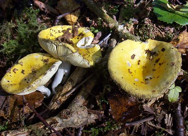 Russula claroflava - Yellow Swamp Brittlegill