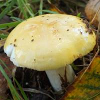 Cap of Russula claroflava