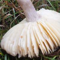 Gills and stem of Russula claroflava