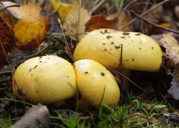 Russula claroflava - Yellow Swamp Brittlegill, young caps, southern England