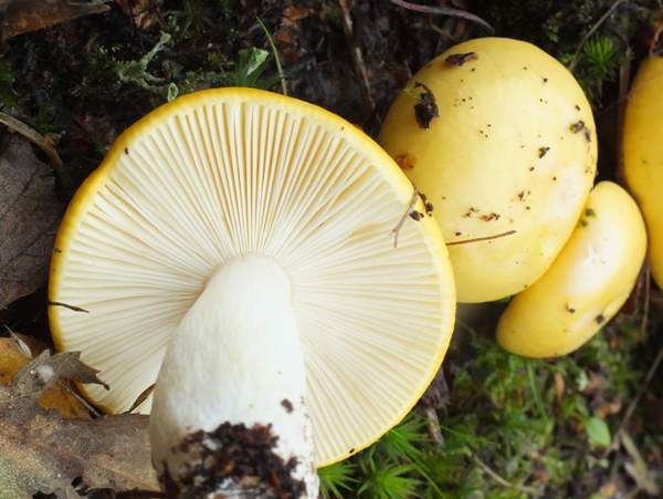 Russula claroflava - Yellow Swamp Brittlegill, young caps, Huntingdonshire, England